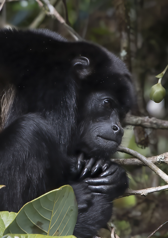 Mantled_Howler_17_Costa_Rica_103