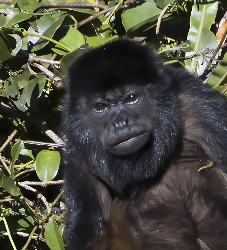 Mantled_Howler_17_Costa_Rica_121