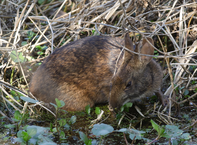 Marsh_Rabbit_11_FL_003