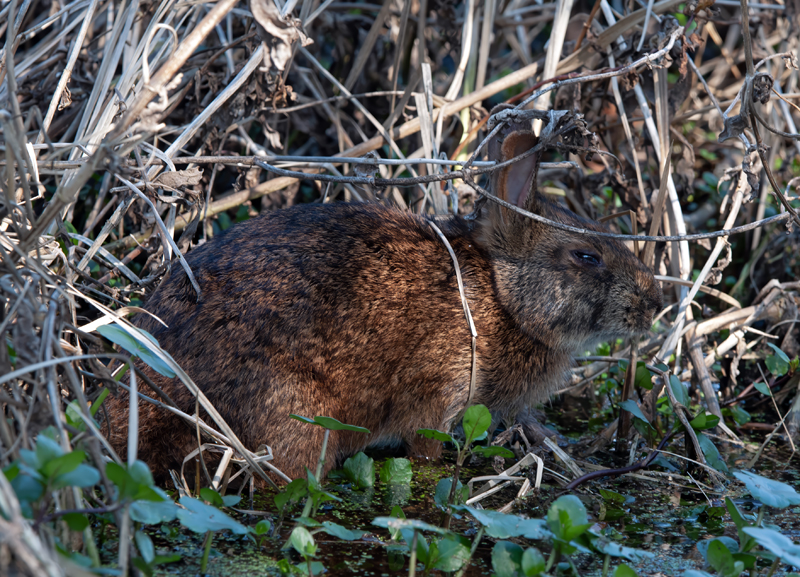 Marsh_Rabbit_11_FL_010