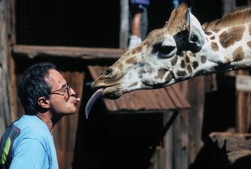 Masai_Giraffe_90_Kenya_013