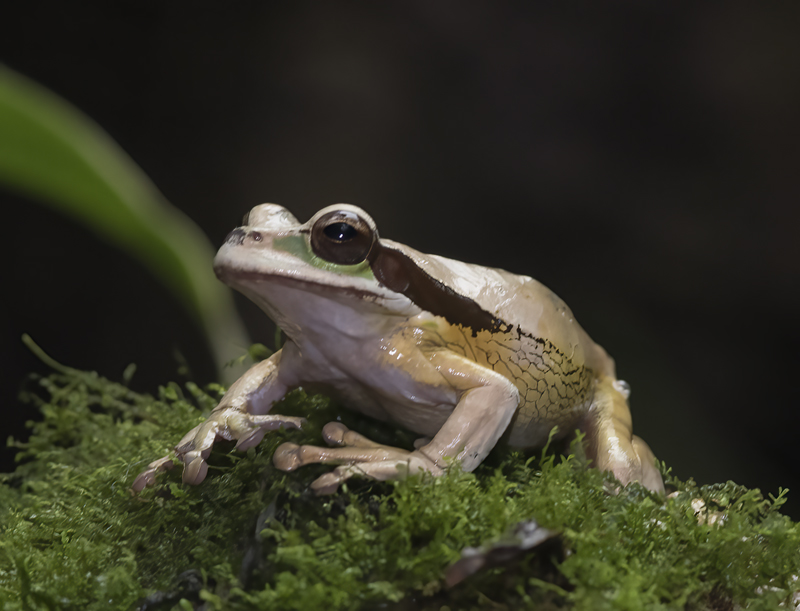 Masked_Leaf_Frog_18_Costa_Rica_016