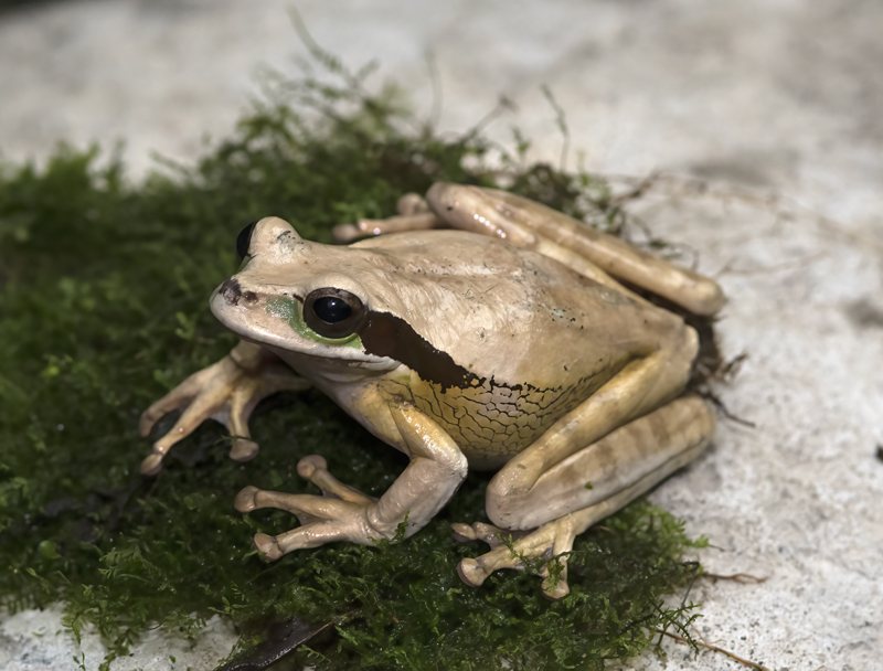 Masked_Leaf_Frog_18_Costa_Rica_018