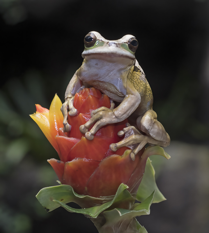 Masked_Leaf_Frog_18_Costa_Rica_045