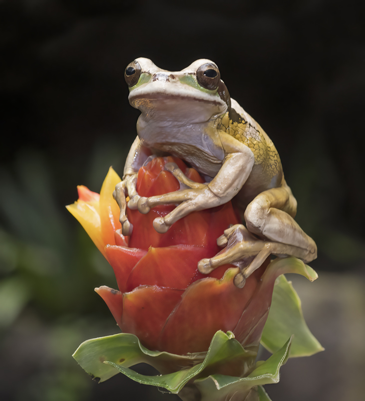 Masked_Leaf_Frog_18_Costa_Rica_046