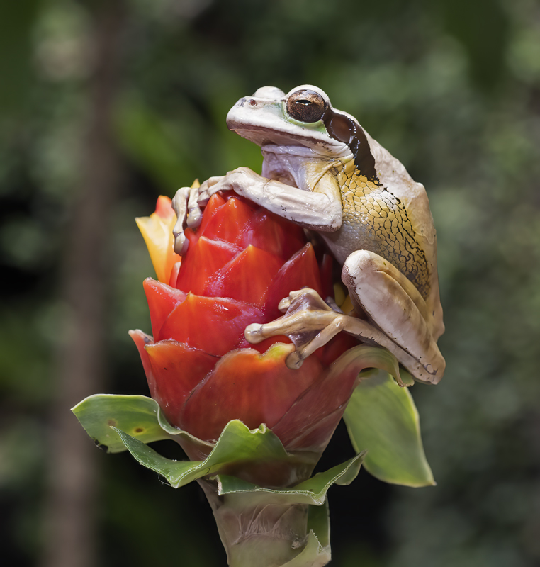 Masked_Leaf_Frog_18_Costa_Rica_050