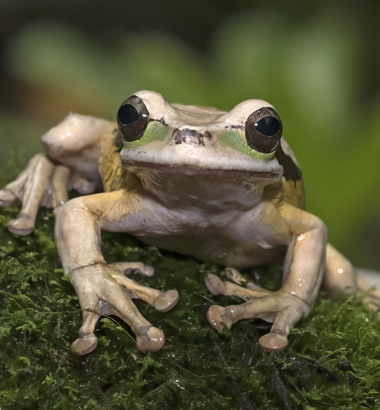 Masked_Leaf_Frog_18_Costa_Rica_065