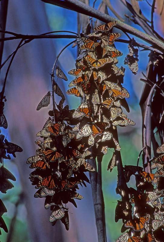 Monarch_Butterfly_002