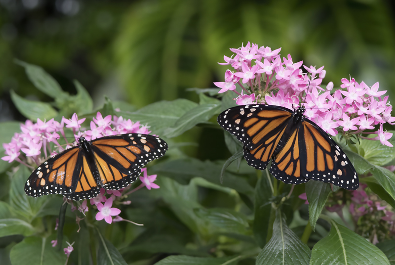 Monarch_Butterfly_18_Costa_Rica_008