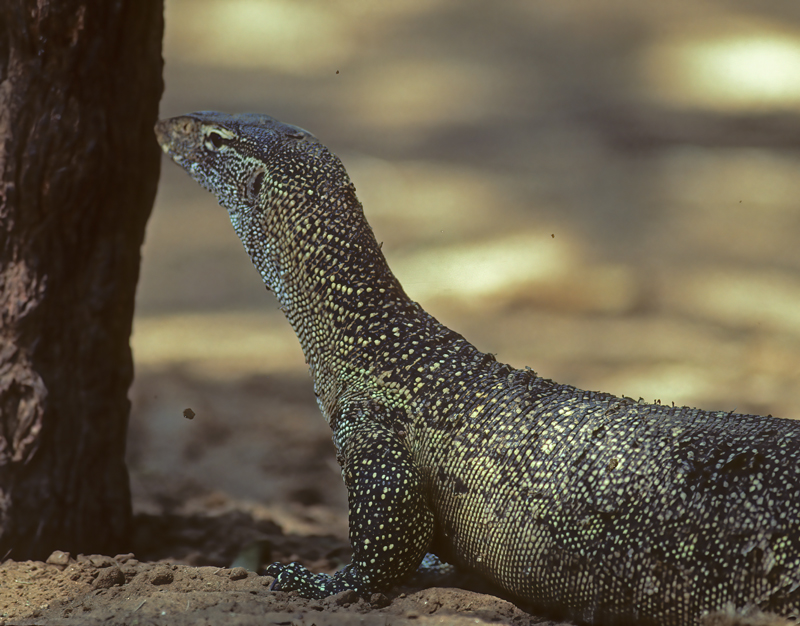 Monitor_Lizard _90_Kenya_002