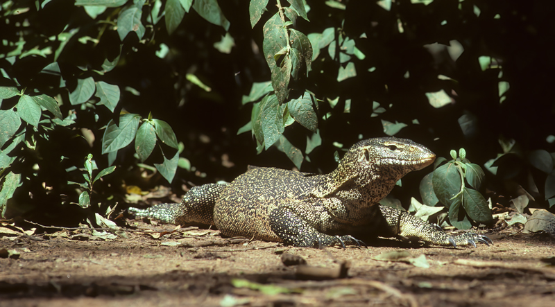 Monitor_Lizard _90_Kenya_003