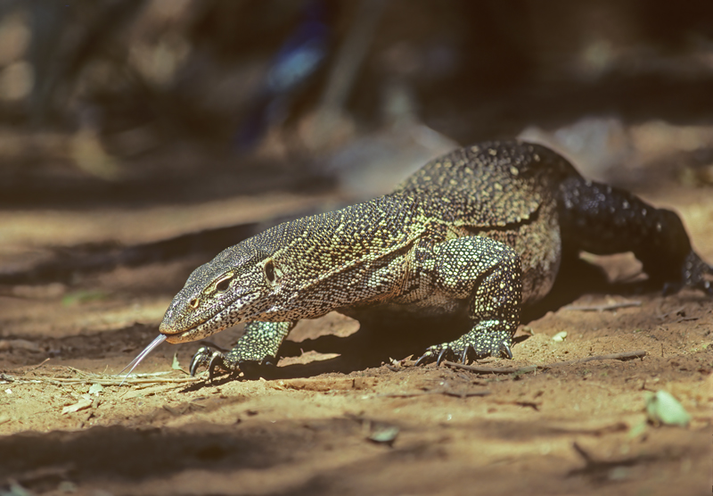 Monitor_Lizard _90_Kenya_004