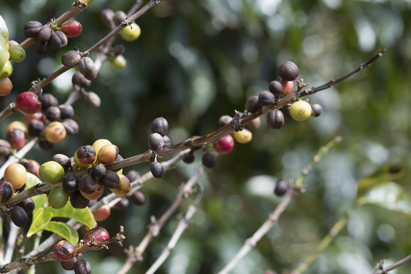 Montana_Suria_17_Costa_Rica_057