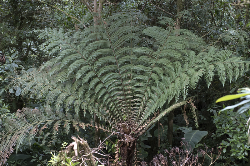 Monteverde_17_Costa_Rica_116