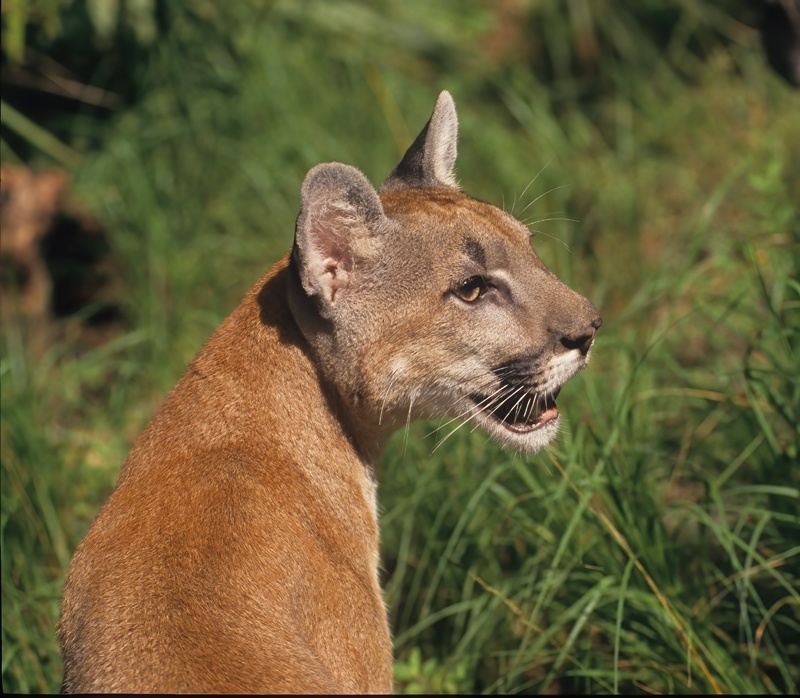 Mountain_Lion_94_FL_003