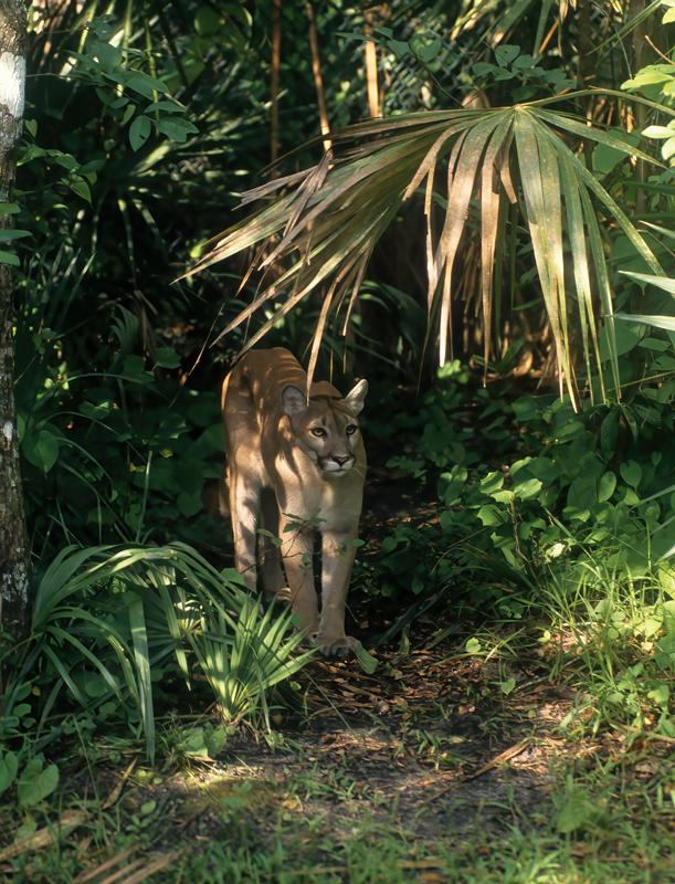 Mountain_Lion_94_FL_004
