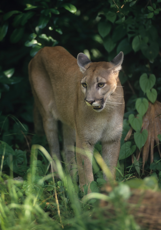 Mountain_Lion_94_FL_006