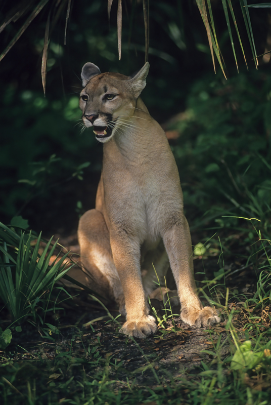 Mountain_Lion_94_FL_008