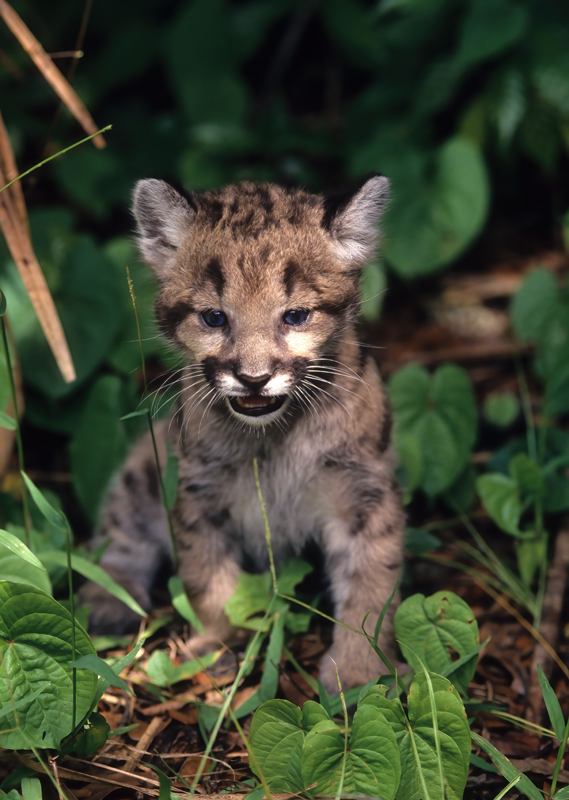 Mountain_Lion_94_FL_009