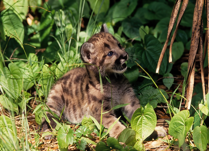 Mountain_Lion_94_FL_015