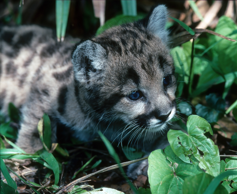 Mountain_Lion_94_FL_016