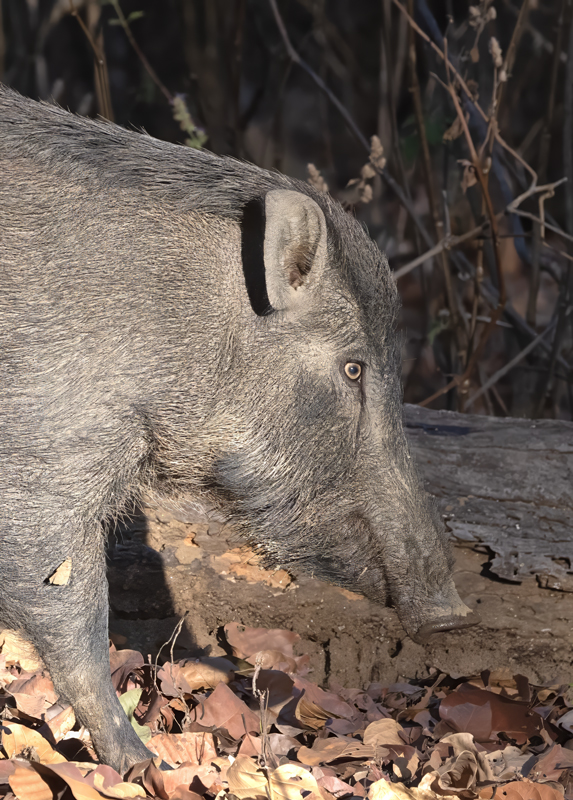 Moupin_Pig_25_India_008