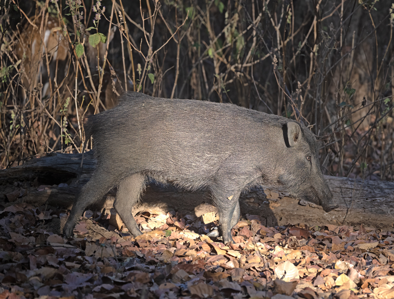 Moupin_Pig_25_India_009