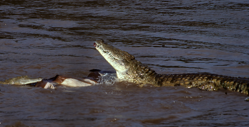 Nile_Crocodile_90_Kenya_001