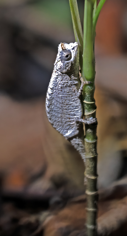 Nofy_leaf_Chameleon__24_Madagascar_002