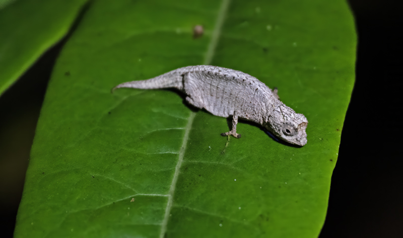 Nofy_leaf_Chameleon__24_Madagascar_008