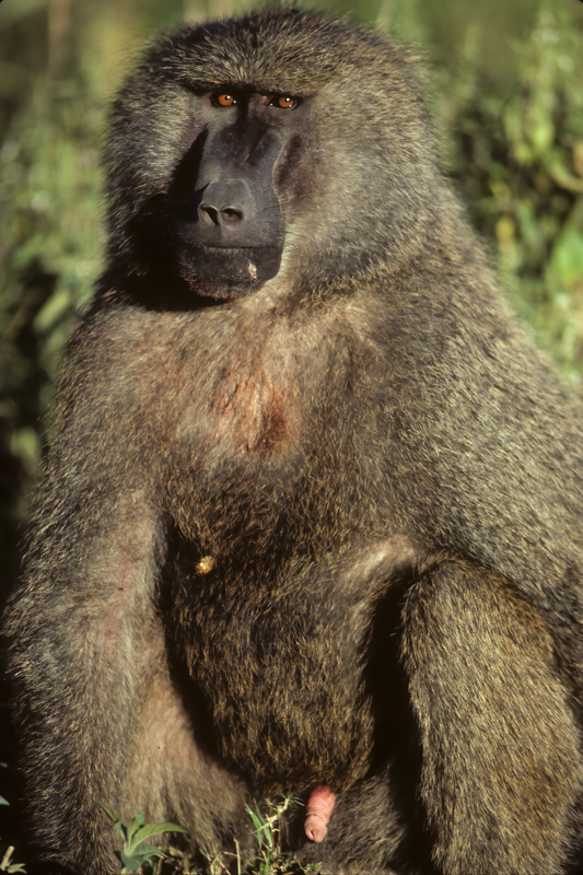 Olive_Baboon_90_Kenya_001