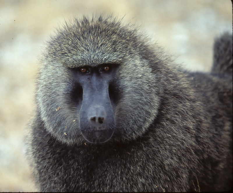 Olive_Baboon_90_Kenya_003