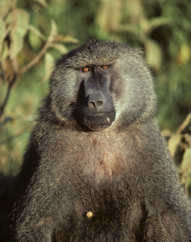 Olive_Baboon_90_Kenya_004