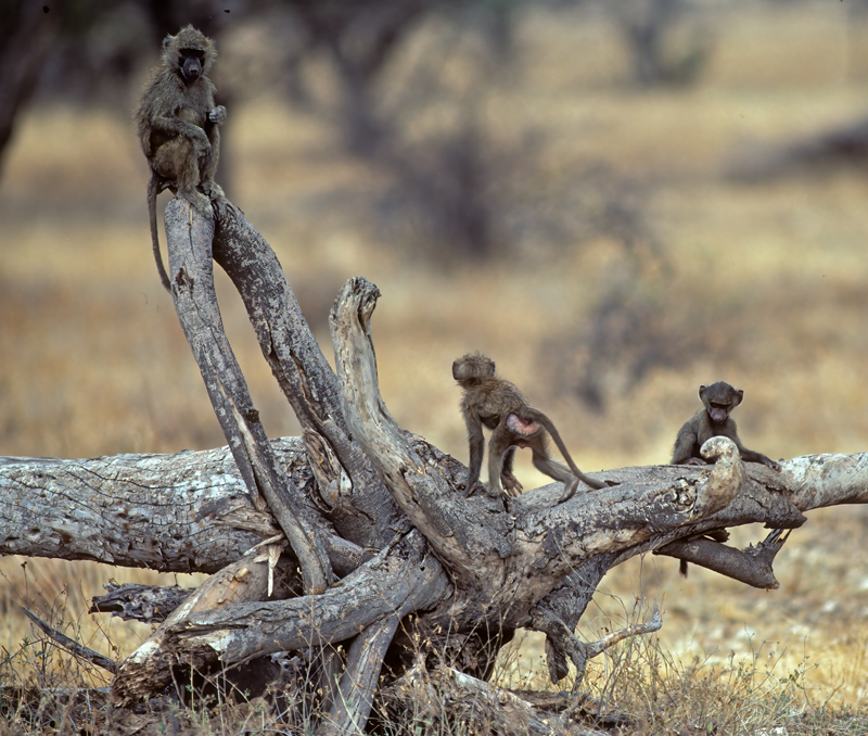 Olive_Baboon_90_Kenya_007
