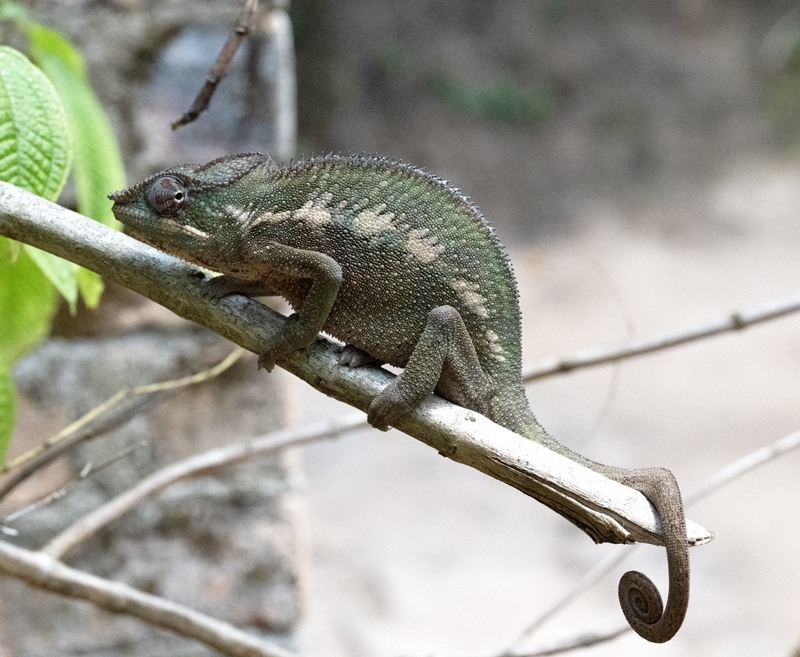 Panther_Chameleon_24_Madagascar_038