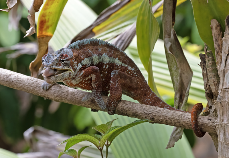 Panther_Chameleon_24_Madagascar_325