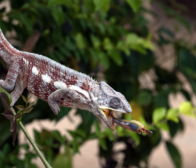 Panther_Chameleon_24_Madagascar_351