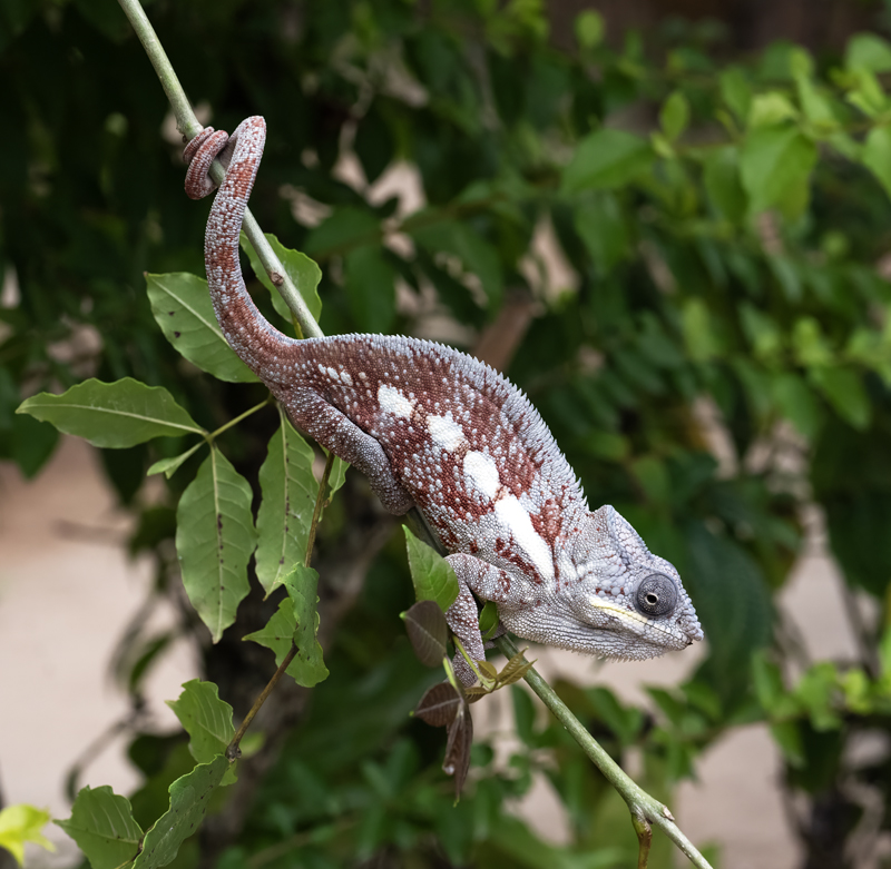 Panther_Chameleon_24_Madagascar_356