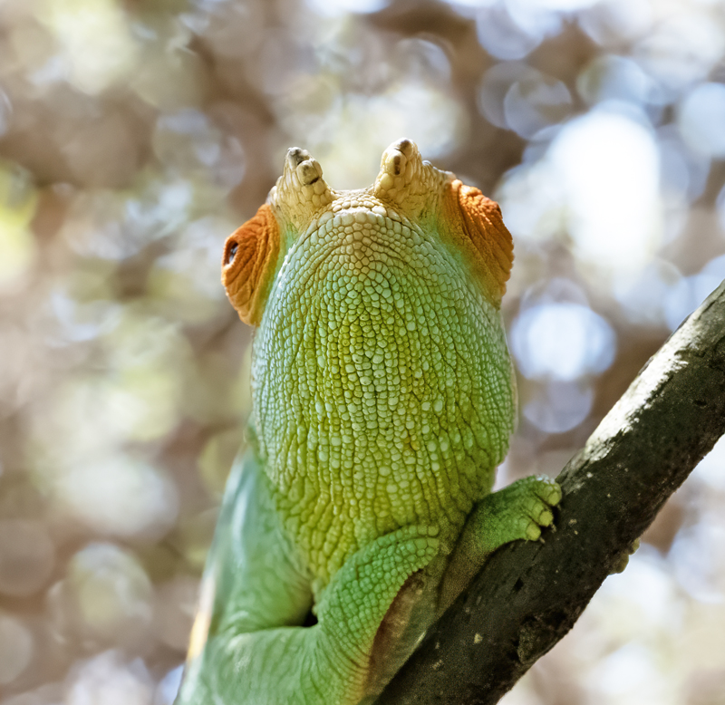 Parsons_Chameleon_24_Madagascar_039