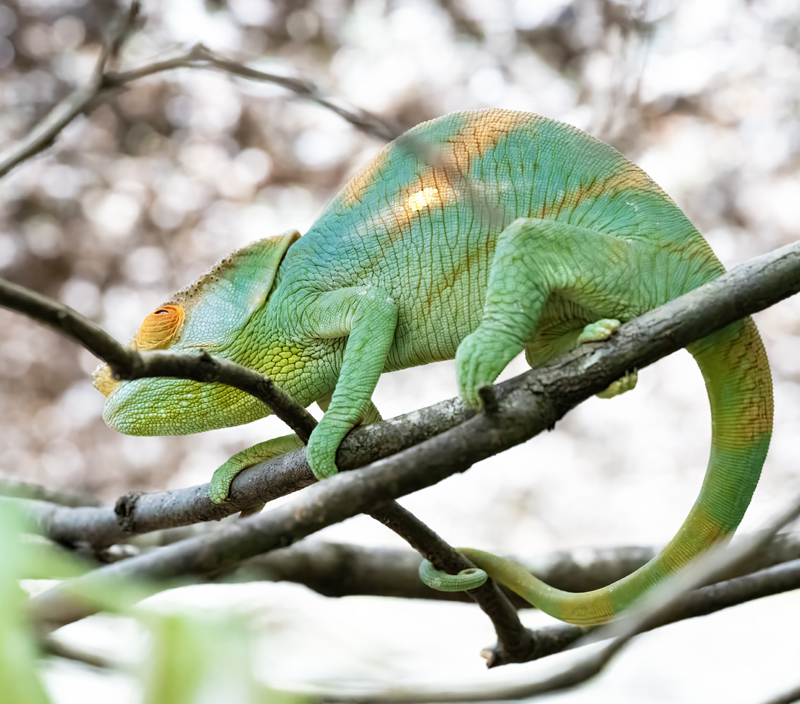 Parsons_Chameleon_24_Madagascar_054