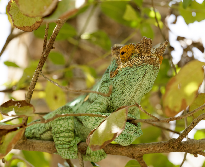 Parsons_Chameleon_24_Madagascar_060