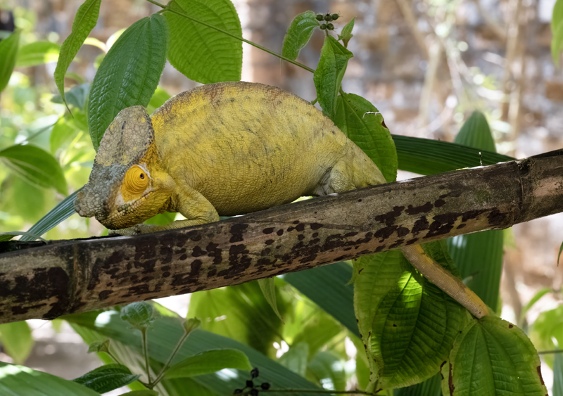 Parsons_Chameleon_24_Madagascar_105