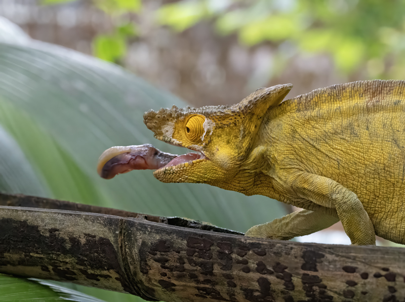 Parsons_Chameleon_24_Madagascar_142