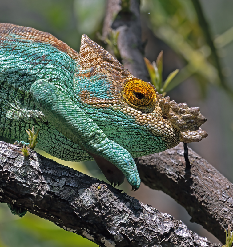 Parsons_Chameleon_24_Madagascar_604