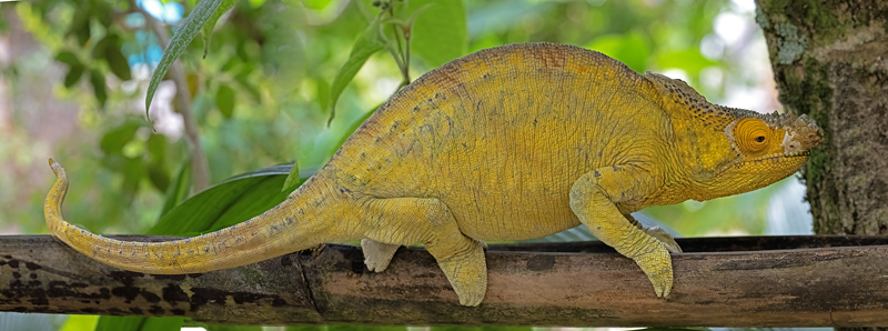 Parsons_Chameleon_24_Madagascar_777