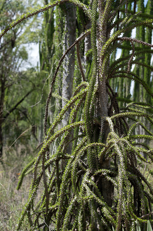 Plants_24_Madagascar_054