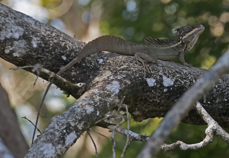 Plumed_Basilisk_17_Costa_Rica_001