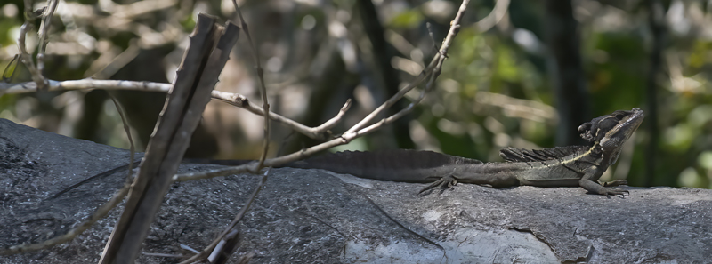 Plumed_Basilisk_17_Costa_Rica_005