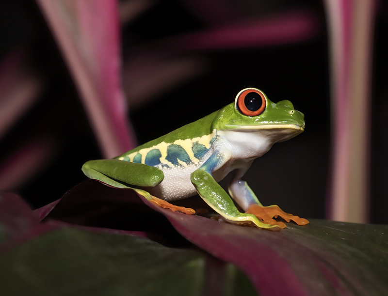 Red-eyed_Tree_Frog_18_Costa_Rica_001