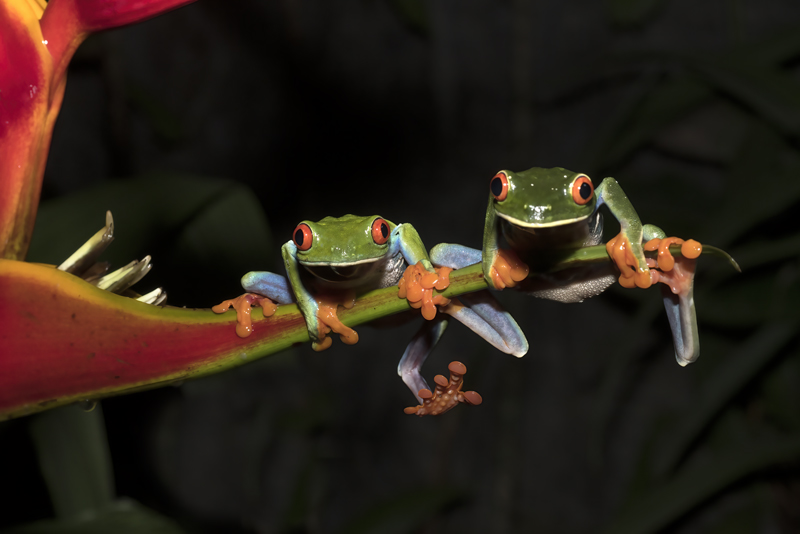 Red-eyed_Tree_Frog_18_Costa_Rica_083